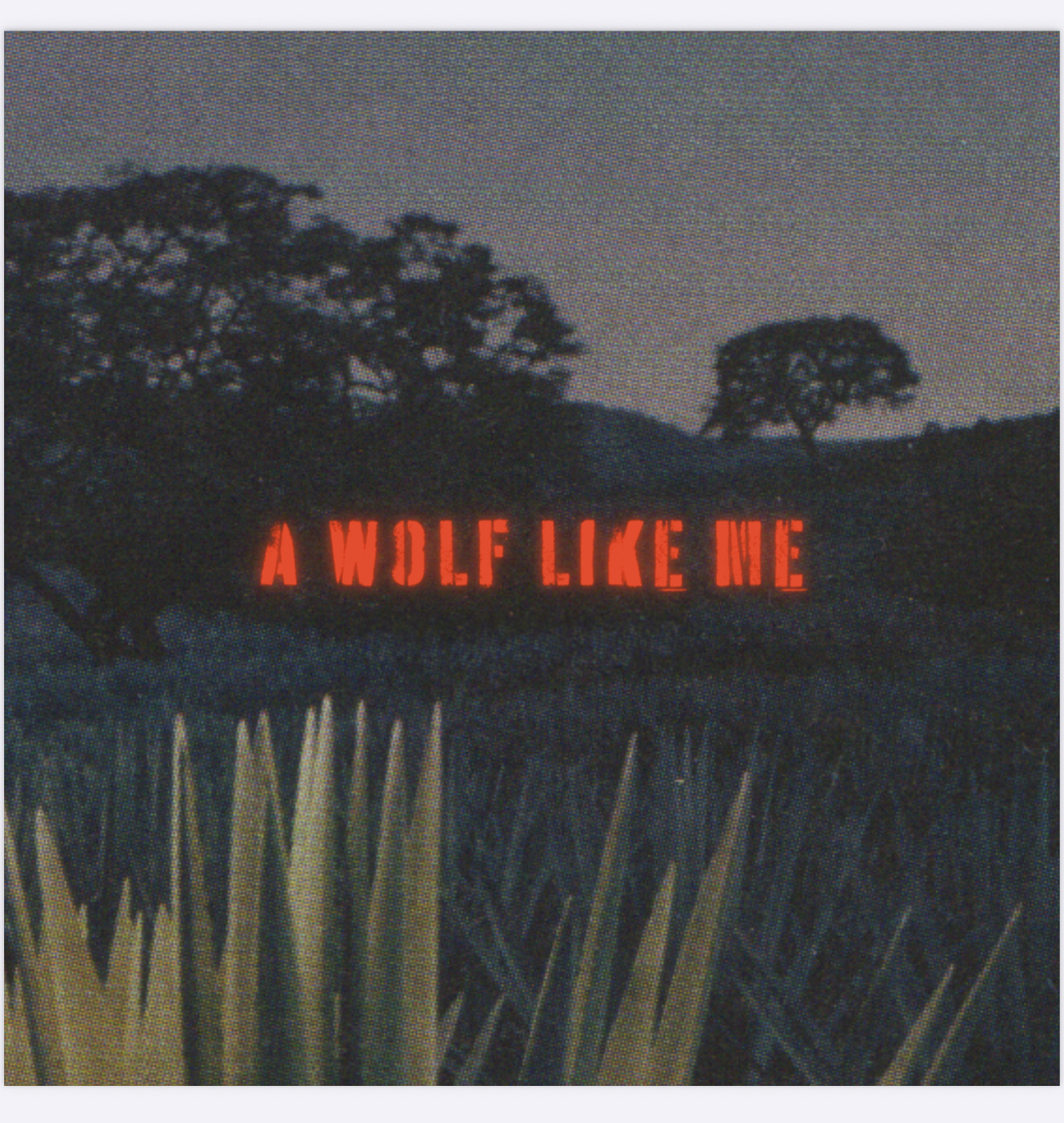 A WOLF LIKE ME STARES BACK THROUGH THE HAZE